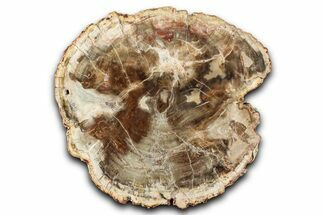 Polished Petrified Wood (Araucaria) Round - Madagascar #344708