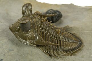 Amazing Tower Eyed Erbenochile Trilobite - Morocco #344571