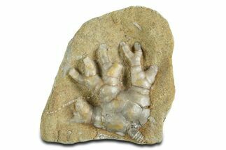 Fossil Crinoid (Cyathocrinites) - Crawfordsville, Indiana #344759