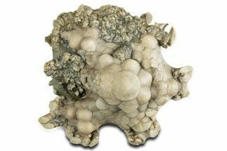 Fossil Crinoid (Agaricocrinus) w/ Partial Starfish - Indiana #344765