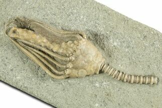Fossil Crinoid (Macrocrinus) - Crawfordsville, Indiana #344768
