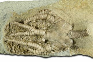 Fossil Crinoid (Barycrinus) - Crawfordsville, Indiana #344777