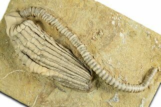 Superb Fossil Crinoid (Halysiocrinus) - Crawfordsville, Indiana #344780