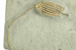 Fossil Crinoid (Macrocrinus) - Crawfordsville, Indiana #344783