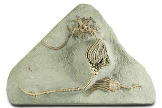 Fossil Crinoid Plate (Three Species) - Crawfordsville, Indiana #344786