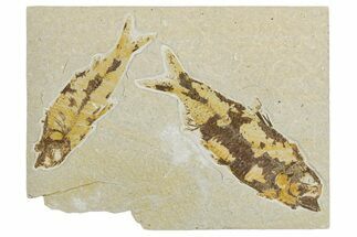 Plate of Two Fossil Fish (Knightia) - Wyoming #344728