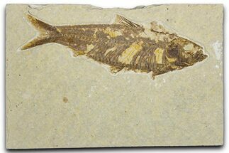 Detailed Fossil Fish (Knightia) - Wyoming #344733