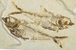 Plate of Two Fossil Fish (Diplomystus) - Wyoming #344751