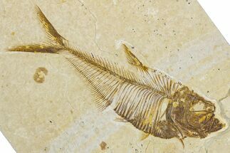 Detailed Fossil Fish (Diplomystus) - Wyoming #344794