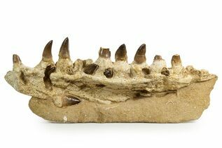 Mosasaur For Sale