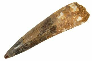 Bargain, Fossil Spinosaurus Tooth - Restored Tip #344547