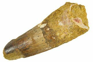 Fossil Spinosaurus Tooth - Real Dinosaur Tooth #344556