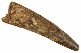 Fossil Spinosaurus Tooth - Real Dinosaur Tooth #344572