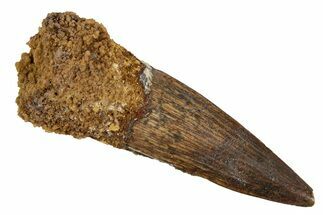 Fossil Spinosaurus Tooth - Real Dinosaur Tooth #344577