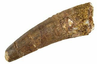 Fossil Spinosaurus Tooth - Feeding Worn Tip #344582