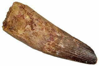 Spinosaurus Teeth For Sale