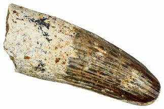 Fossil Spinosaurus Tooth - Feeding Worn Tip #344863