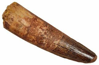 Fossil Spinosaurus Tooth - Feeding Worn Tip #344869