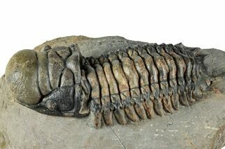 Crotalocephalina Trilobite - Atchana, Morocco #345021