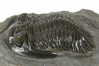Detailed Hollardops Trilobite Fossil - Ofaten, Morocco #345161
