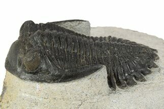 Bargain, Hollardops Trilobite Fossil - Ofaten, Morocco #345165