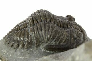 Detailed Hollardops Trilobite Fossil - Ofaten, Morocco #345167