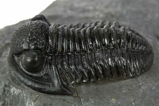 Prone Gerastos Trilobite Fossil - Morocco #345179