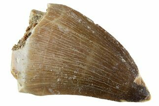 Fossil Mosasaur (Thalassotitan) Tooth - Morocco #345089