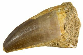 Fossil Mosasaur (Mosasaurus) Tooth - Morocco #345098