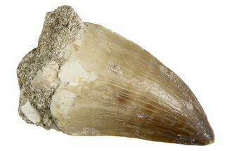 Fossil Mosasaur (Thalassotitan) Tooth - Morocco #345102