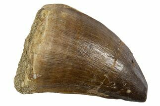 Fossil Mosasaur (Thalassotitan) Tooth - Morocco #345106