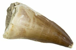 Fossil Prognathodontid Mosasaur Tooth - Morocco #345124