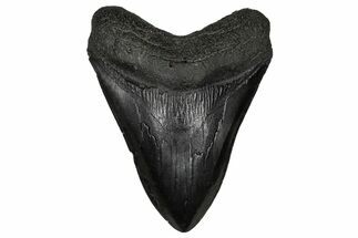 Fossil Megalodon Tooth - South Carolina #340292