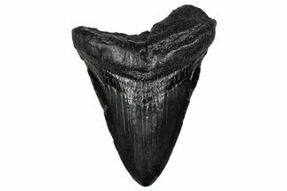 Fossil Megalodon Tooth - South Carolina #340296