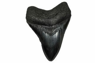 Fossil Megalodon Tooth - South Carolina #340300