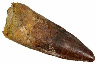 Fossil Spinosaurus Tooth - Real Dinosaur Tooth #344616