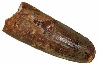 Fossil Spinosaurus Tooth - Feeding Worn Tip #344624