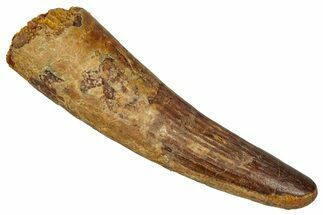 Fossil Spinosaurus Tooth - Feeding Worn Tip #344629
