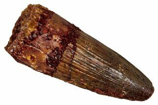 Fossil Spinosaurus Tooth - Real Dinosaur Tooth #344631