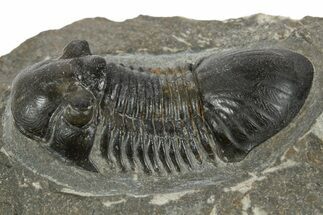Paralejurus Trilobite Fossil - Ofaten, Morocco #345182