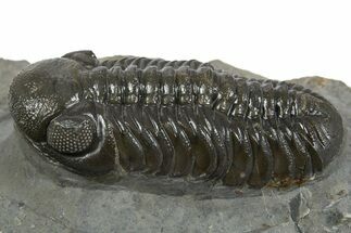 Prone Austerops Trilobite - Ofaten, Morocco #345184