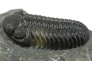 Prone Morocops Trilobite - Ofaten, Morocco #345185