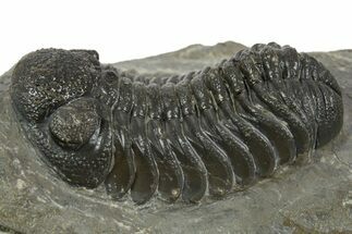 Detailed Morocops Trilobite - Ofaten, Morocco #345187