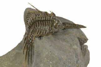 Rare, Psychopyge Termierorum Trilobite - Ofaten, Morocco #345188