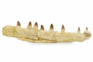 Premium Specimens For Sale