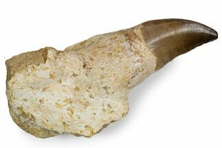 Fossil Mosasaur (Thalassotitan) Jaw Section with Tooth - Morocco #345196