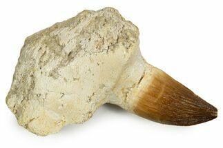 Fossil Mosasaur (Halisaurus?) Jaw Section with Tooth - Morocco #345202