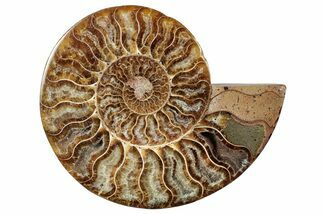 Cut & Polished Ammonite Fossil (Half) - Madagascar #344428