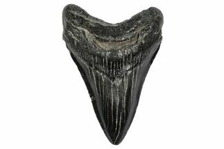 Fossil Megalodon Tooth - South Carolina #341458
