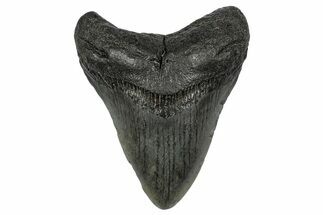 Fossil Megalodon Tooth - South Carolina #341461